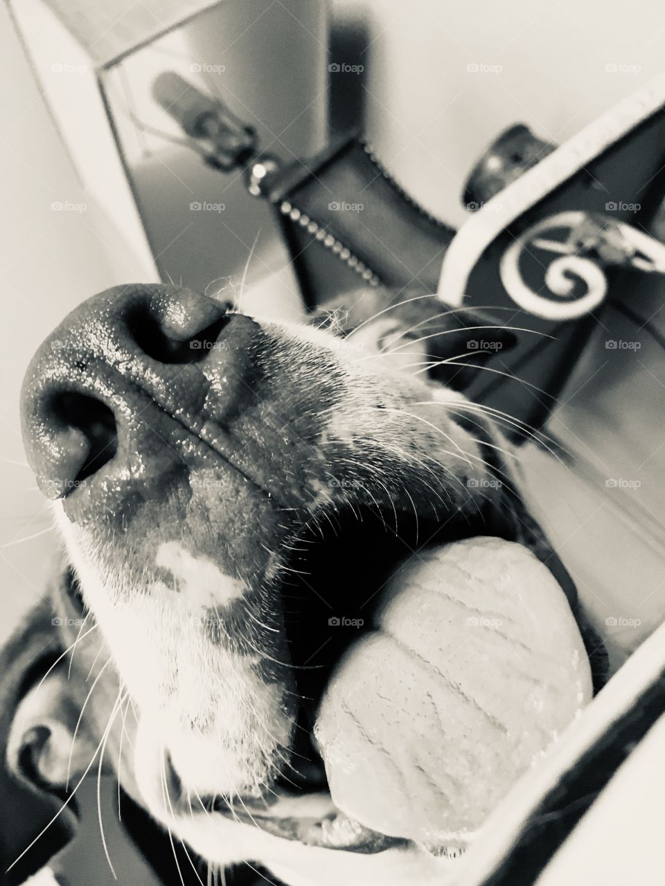 Close up of pitbull nose, snout and tongue 