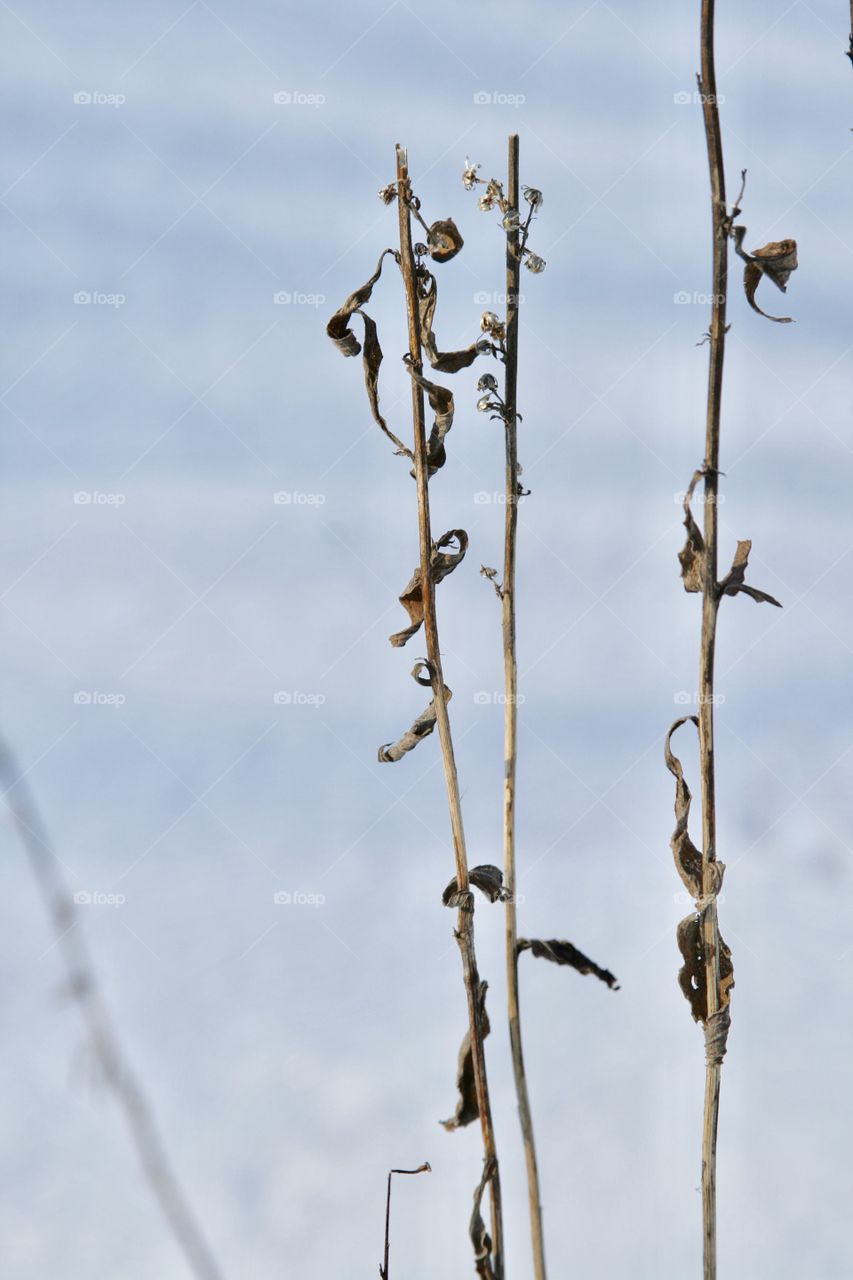 Dry Grass. Winter 