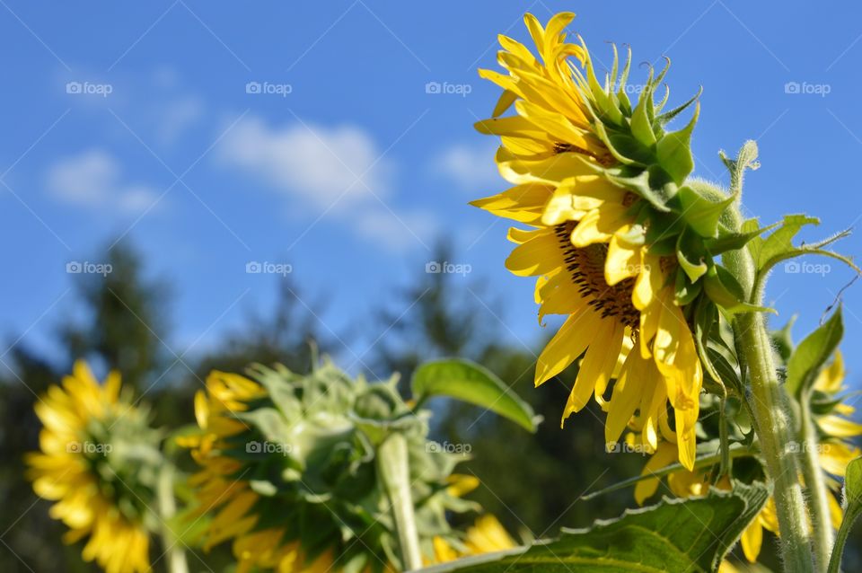 Lost Sunflower Files # 1