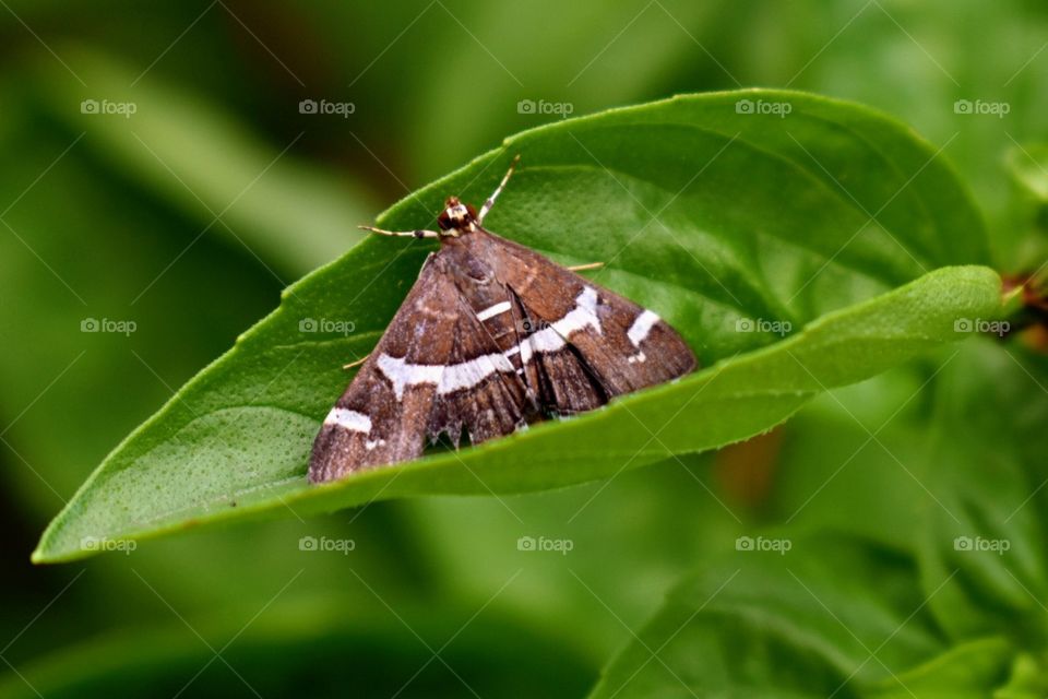 Brown butterfly