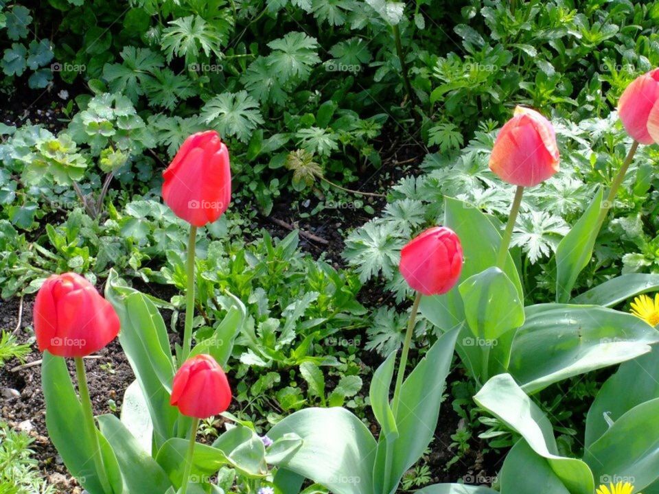 Tulips 