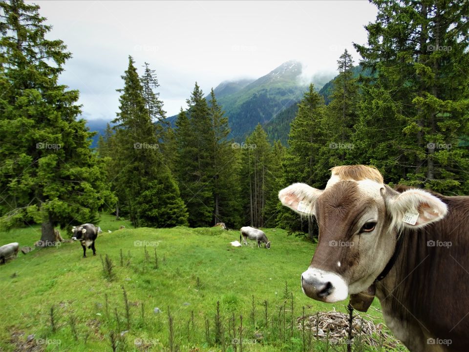 A cow in Switzerland