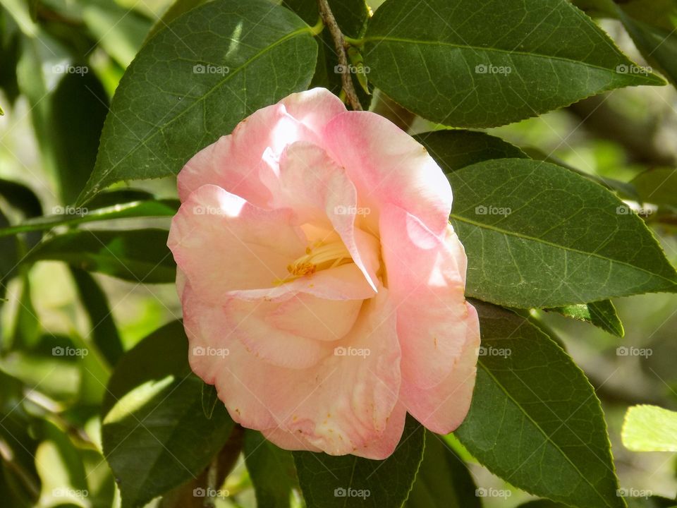 Soft Pink Camellia