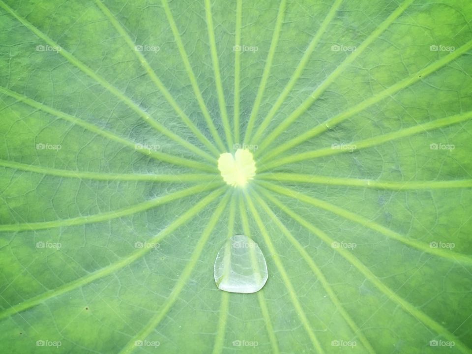 Lotus leaf