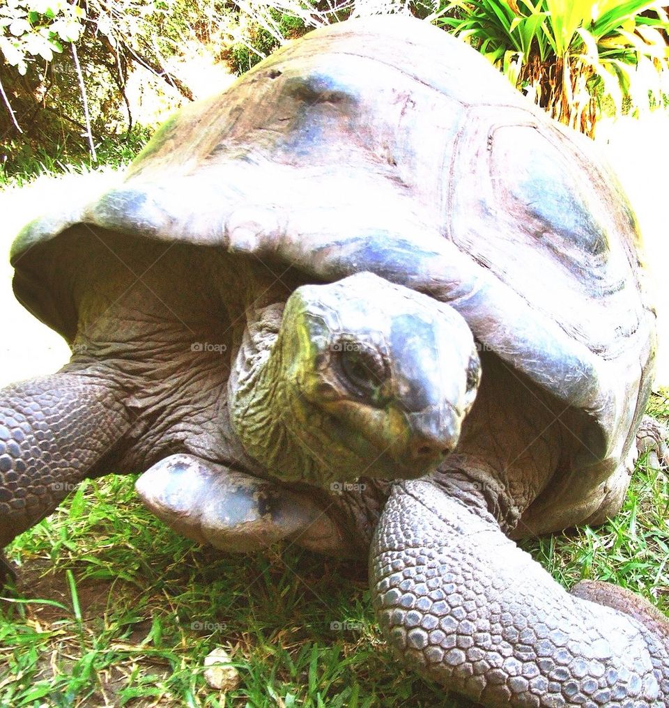 wrinkles kenya tortoise mombasa by hannahdagogo