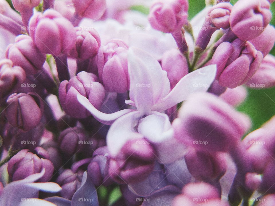 Lilac