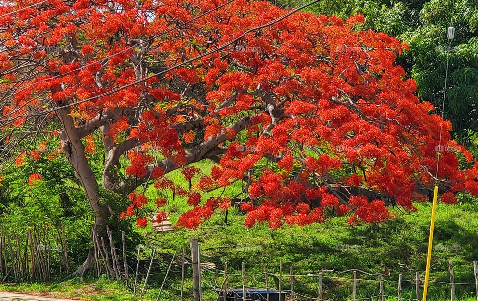 Flamboyant tree