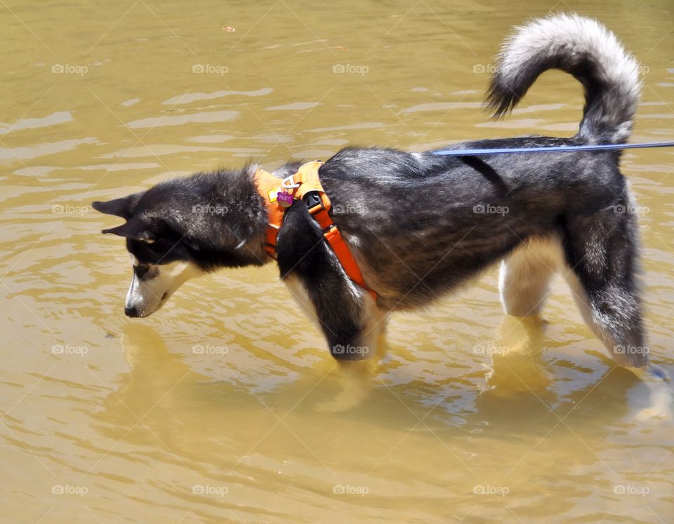 A Siberian Husky splashing into a mountain river on her spring walk! Always such a curious girl.