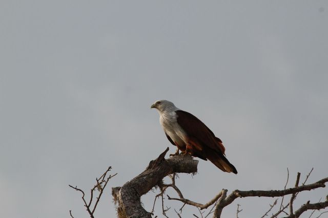 powerful bird in the world