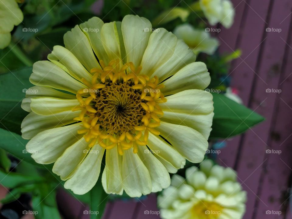 Yellow flower zinnia
