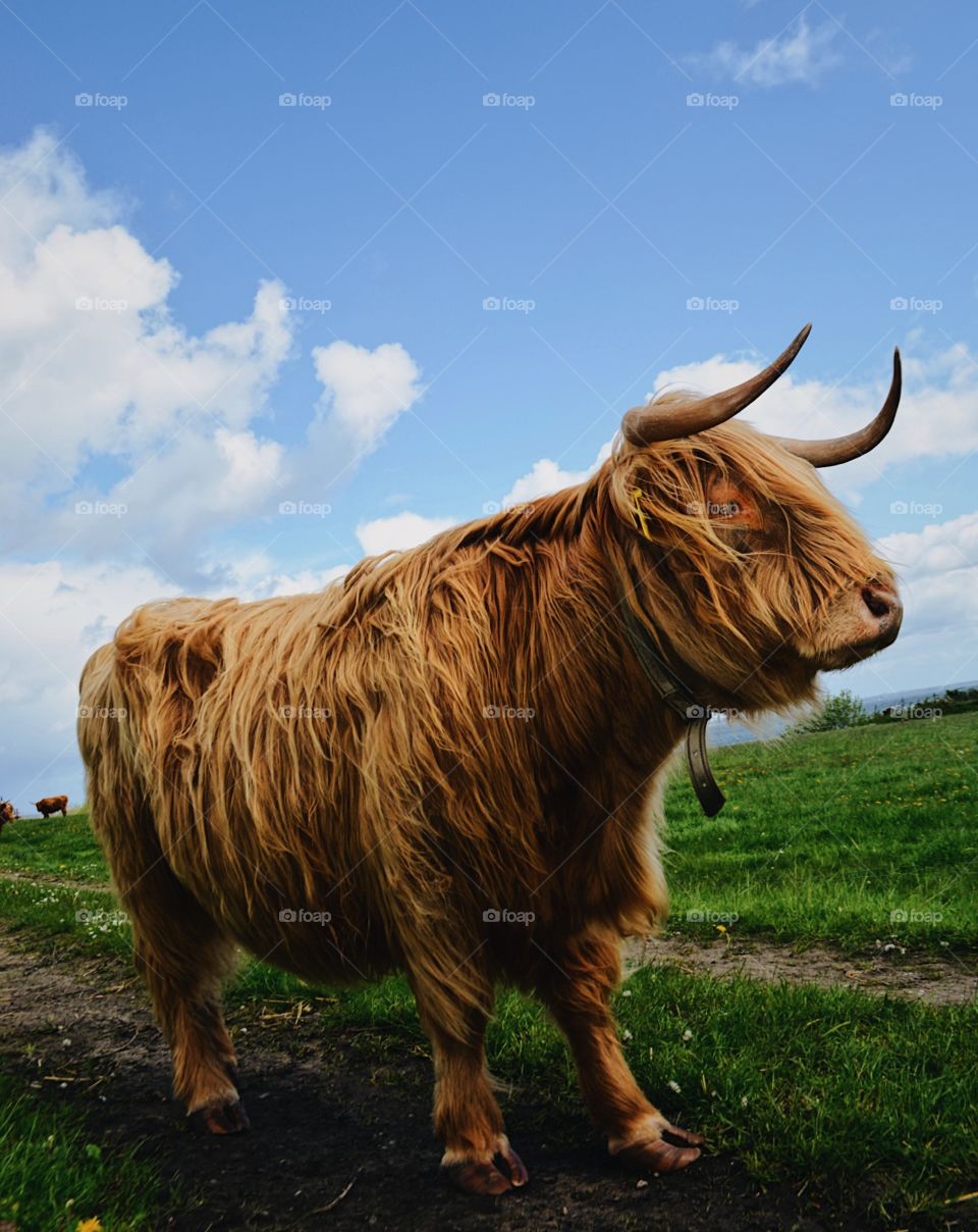 cow