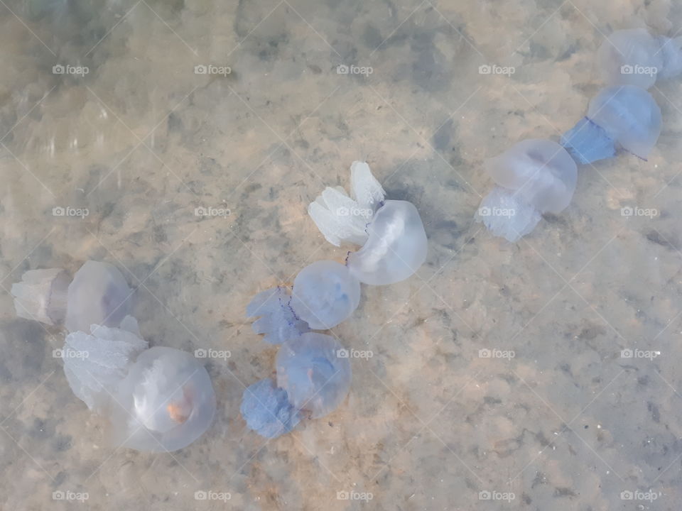 Jellyfishes in the water