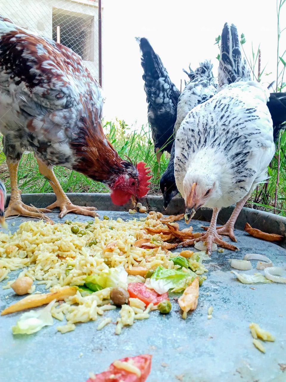 food time with beautiful cock and hen