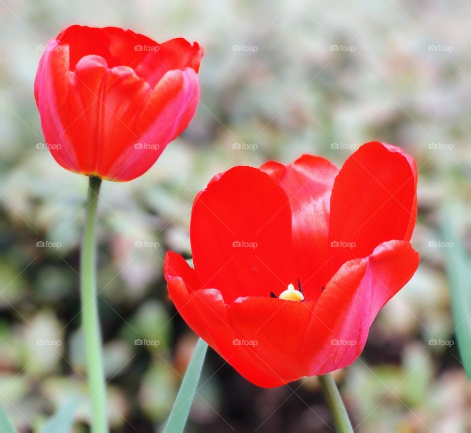 Red tulips