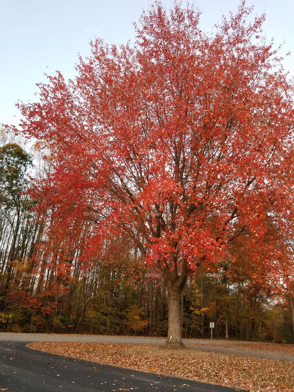 Red tree in fall