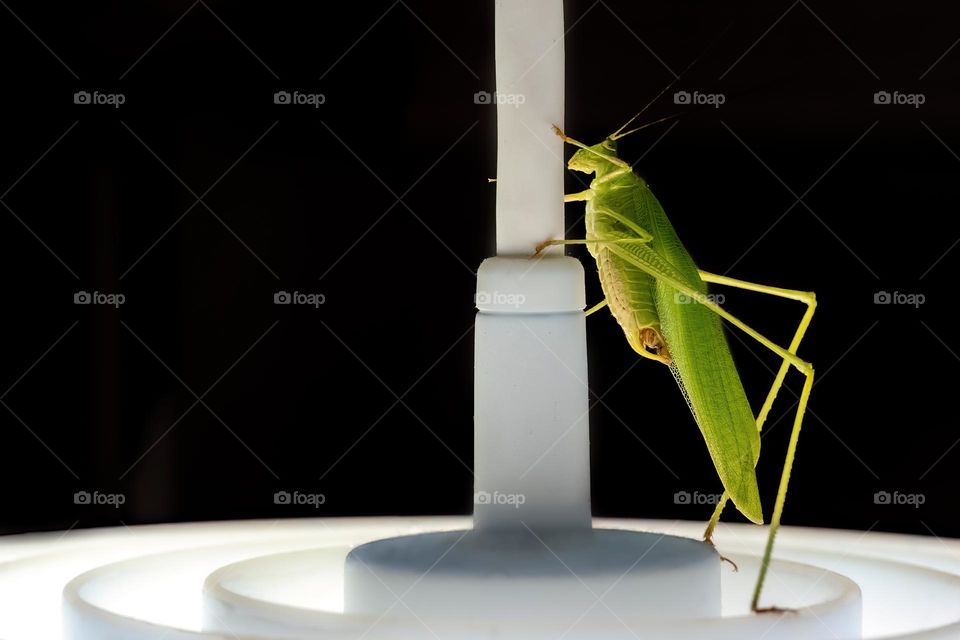 A pole dancing katydid takes the stage on a pendant light. 