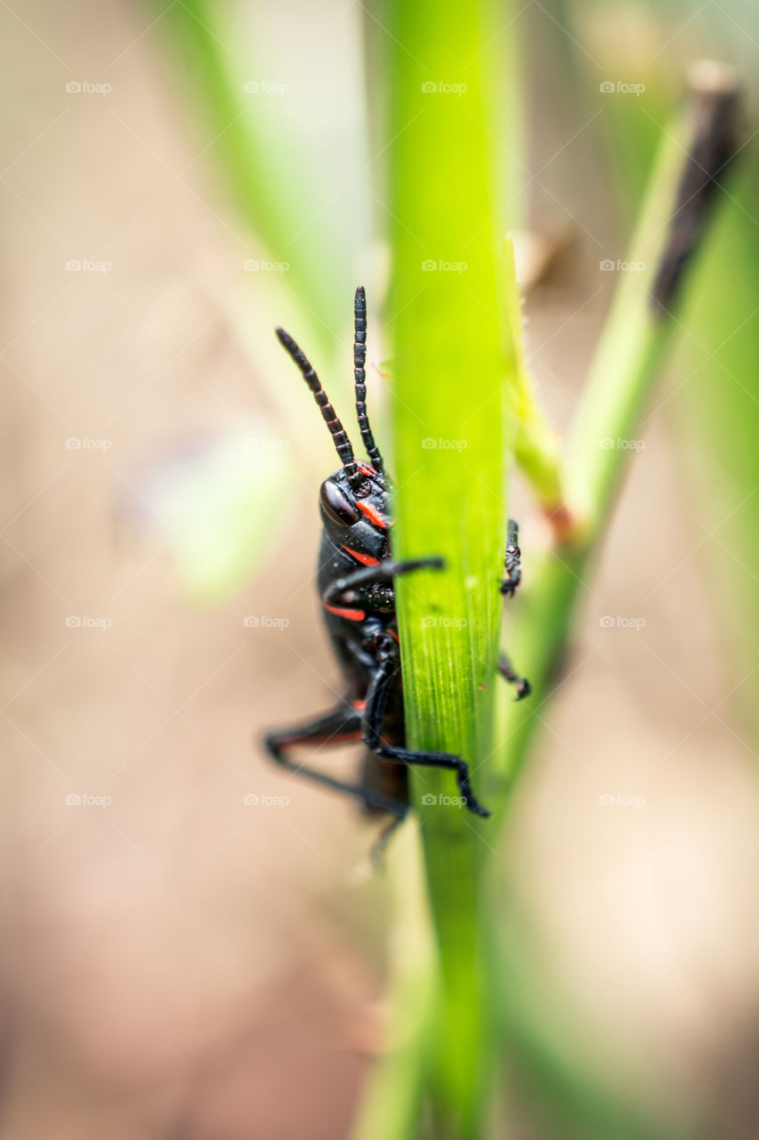 Baby Texas Grasshopper on a Blade of Grass Close Up 3