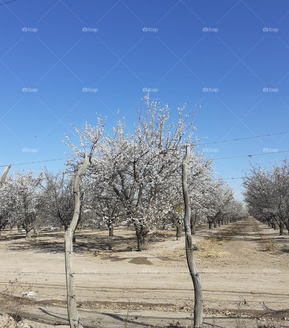 almendros florecidos en finca mendocina