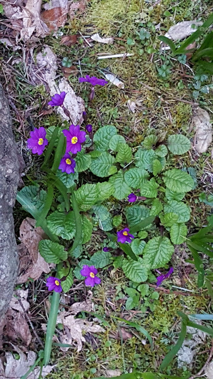 purple flower