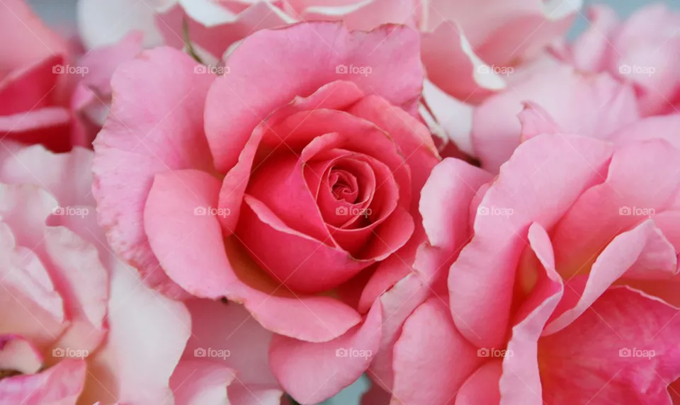 Pink Roses