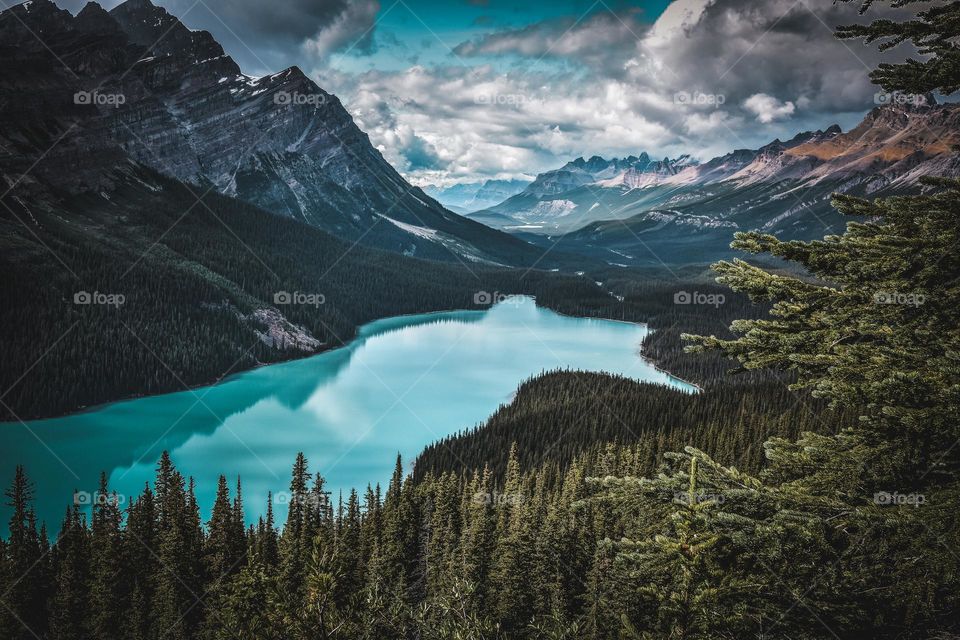 The surreal glacial blue waters of Peyto Lake in Banff National Park are surrounded by mountains and conifer forests