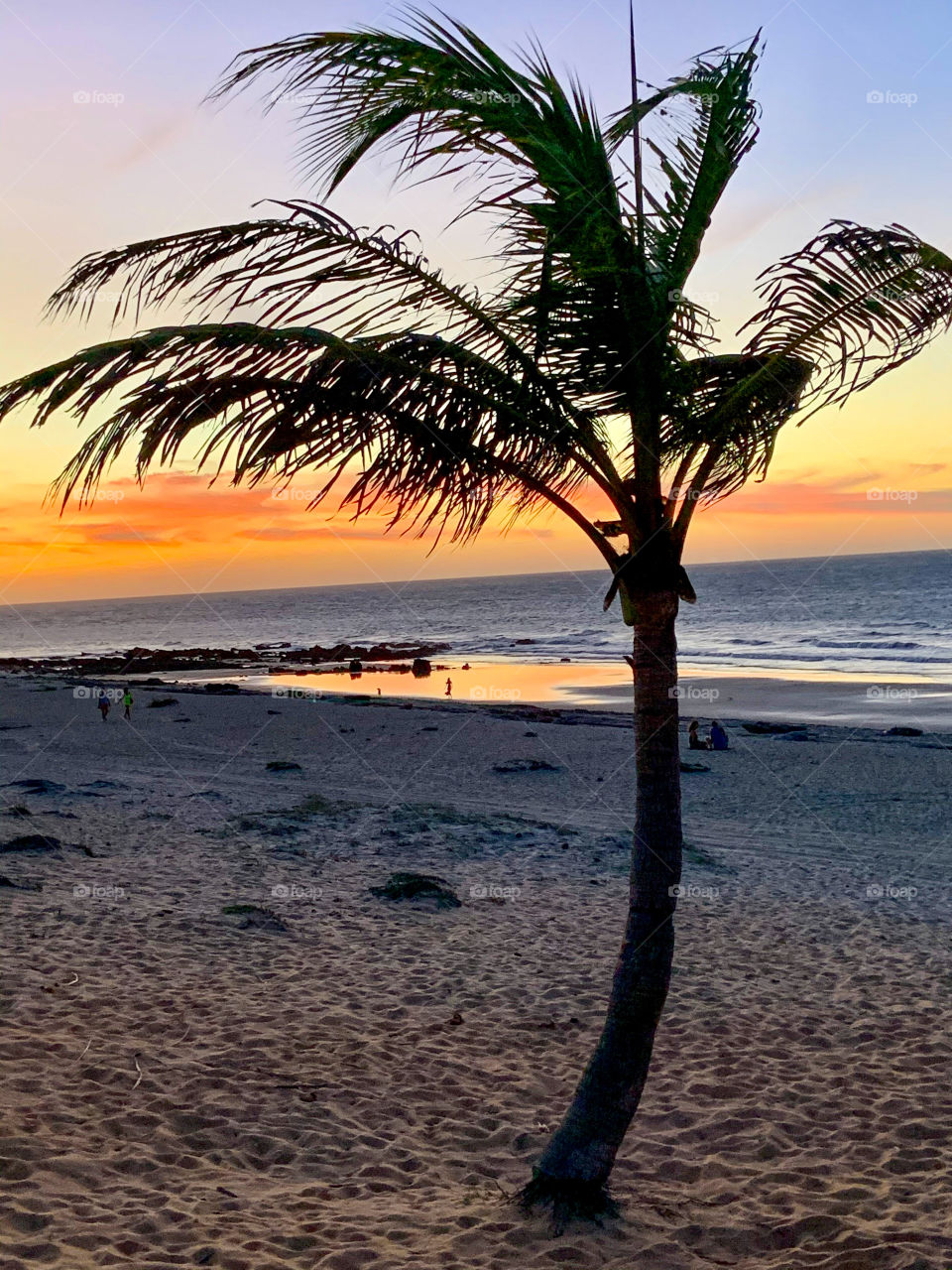 Tree palm in the beach at sunset 