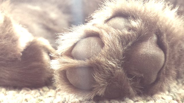 Puppy Paws