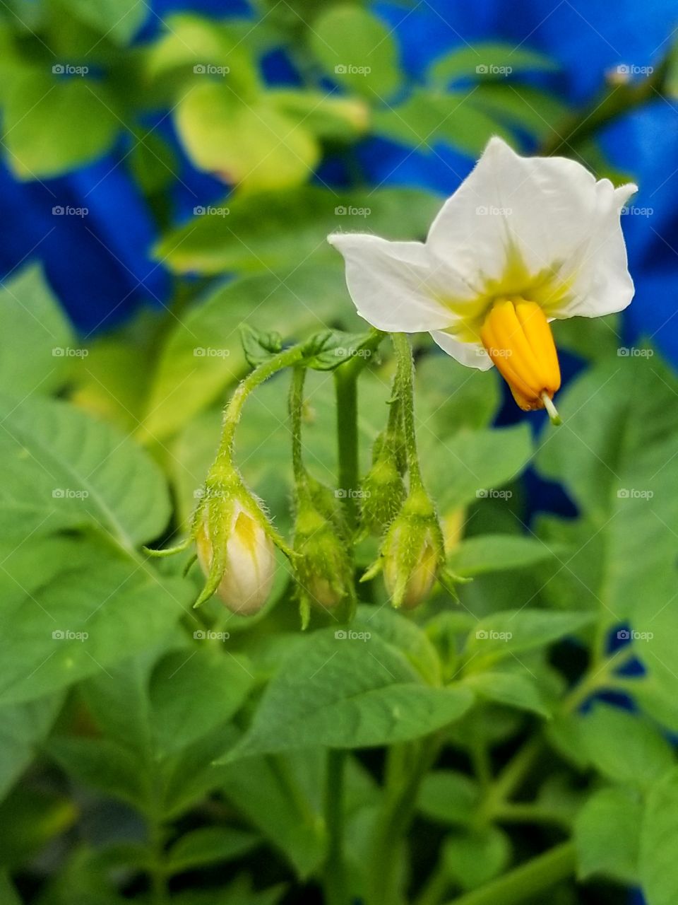 Potato flower