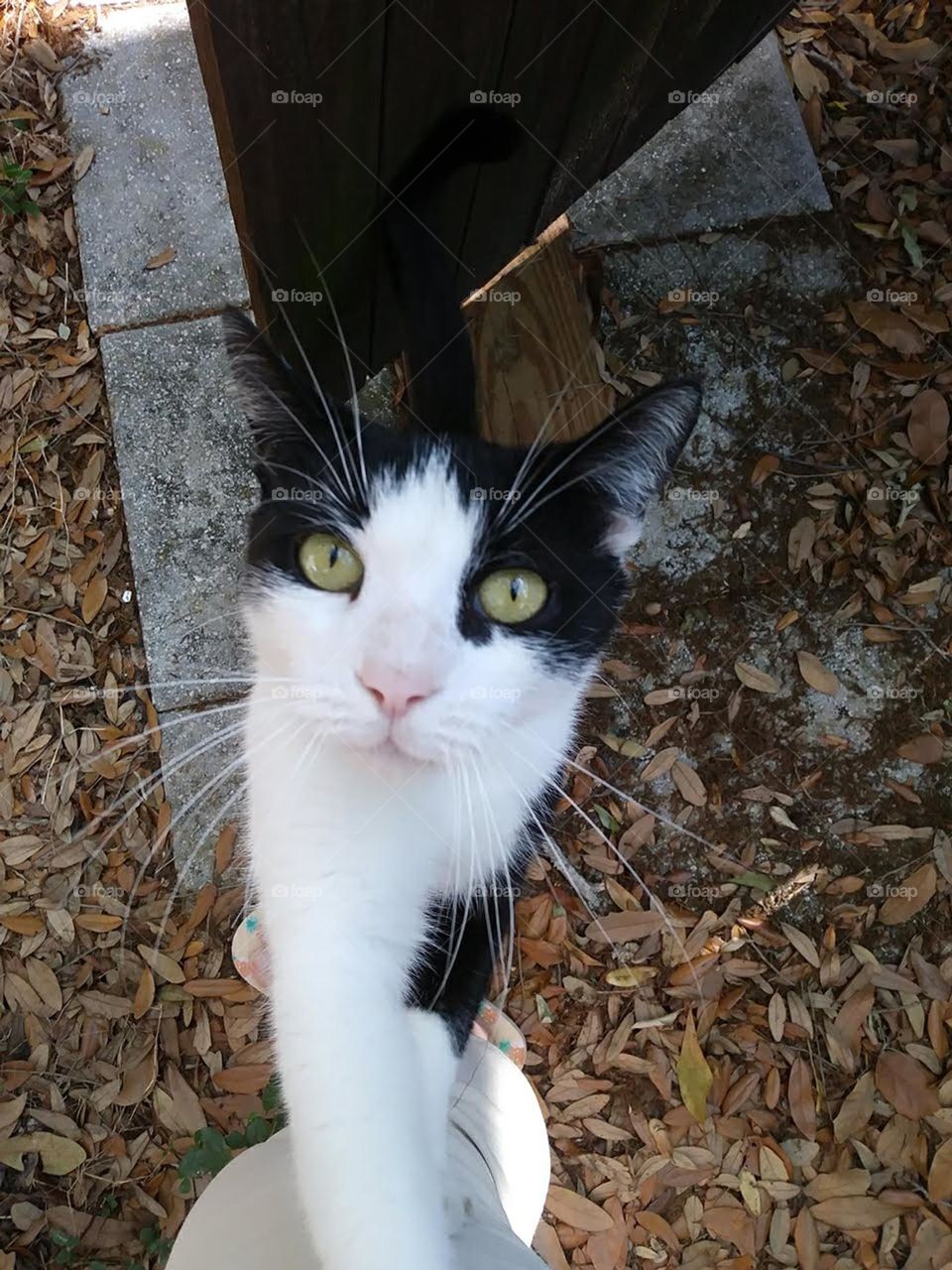 my sweetie cat 🐾🤗