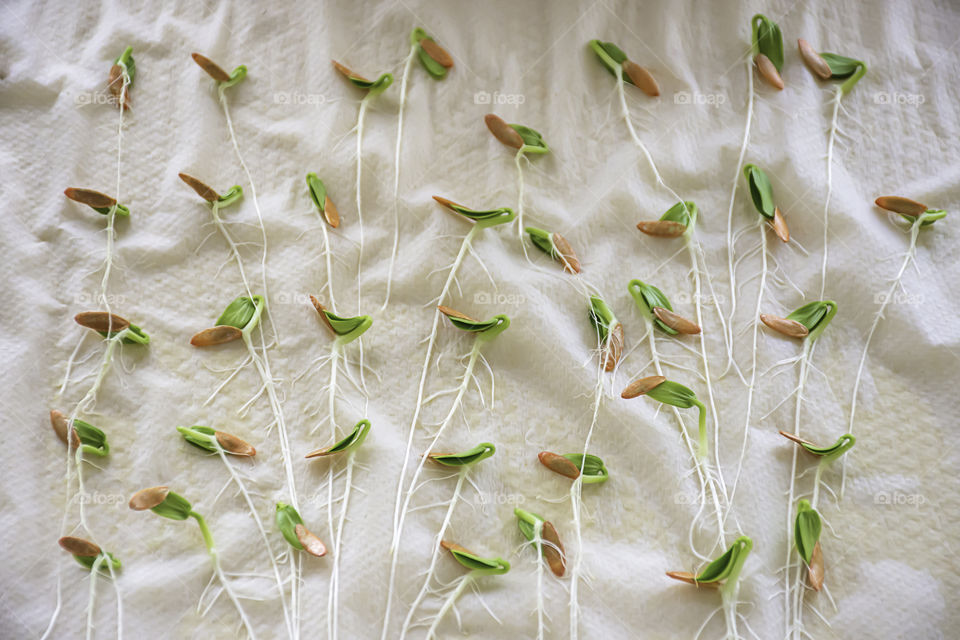 Seedlings of Winter melon that are growing from seed On paper.