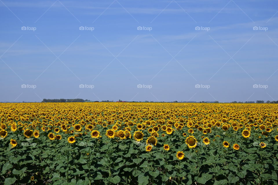 Sunflowers in Andalusia
