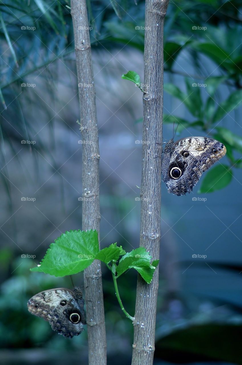 Peaceful butterflies