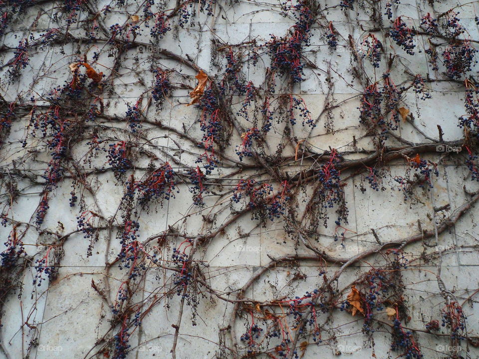 wild grapes braids the wall of the building