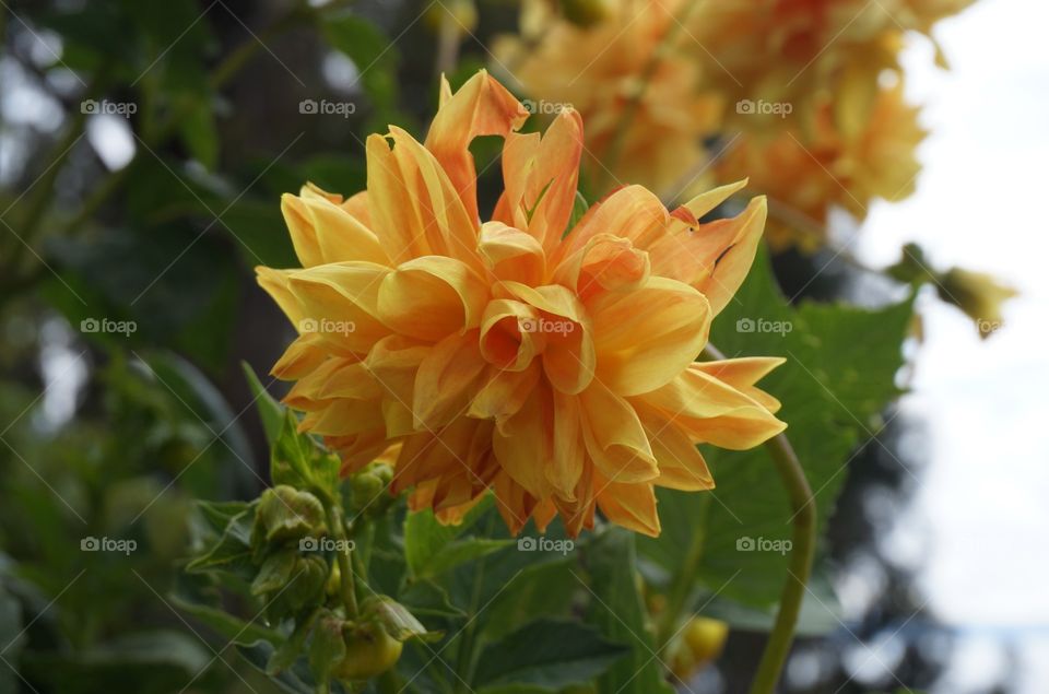 Close-up of orange flower