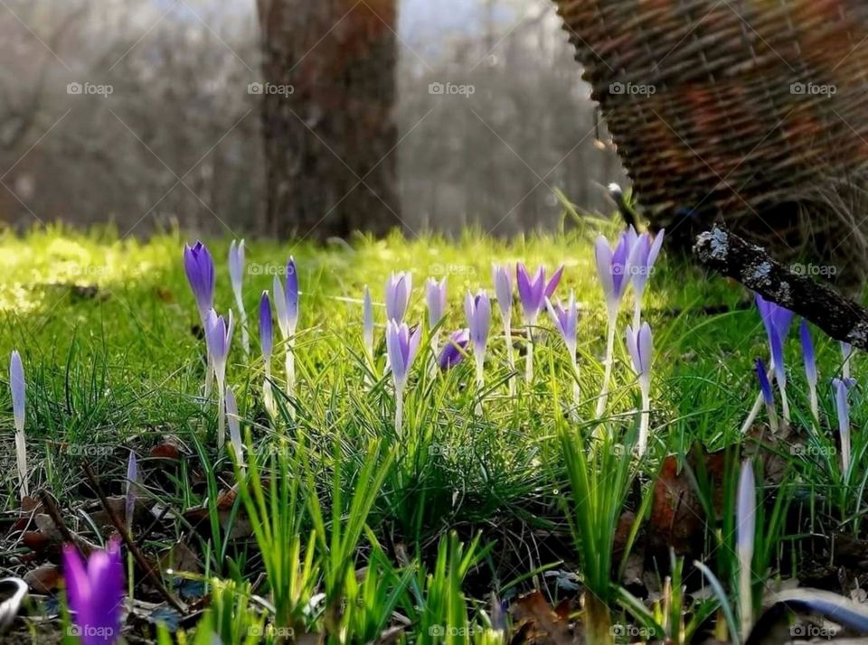 Crocus in the garden