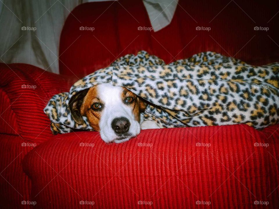 Dog with spotted leopard blanket, on red couch. Cozy cold weather.