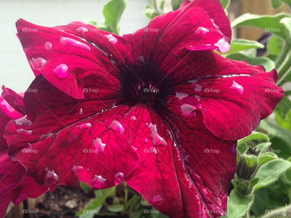 Petunia after rain fall 