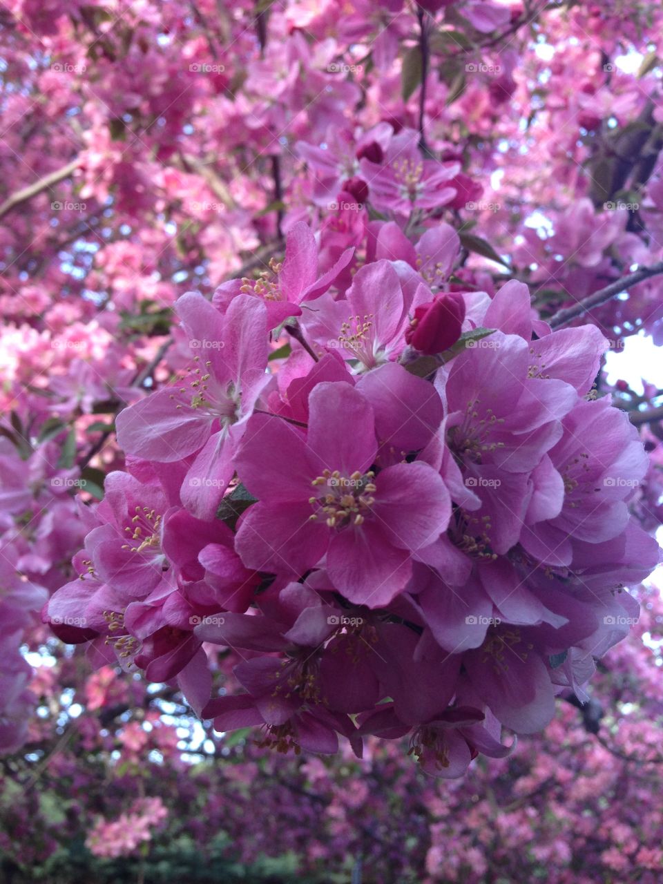 Pink Flowers. Pink blossoms on a crabapple tree in Spring