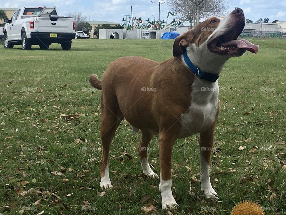 Rescue pitbull dog playing ball