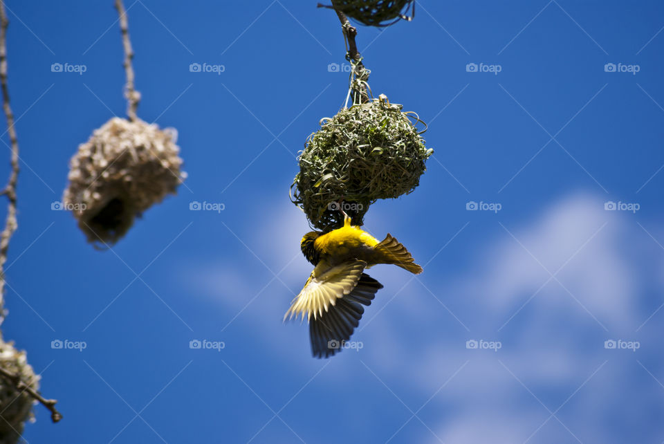 Yellow weaver bird making a nest or feeding the baby birds