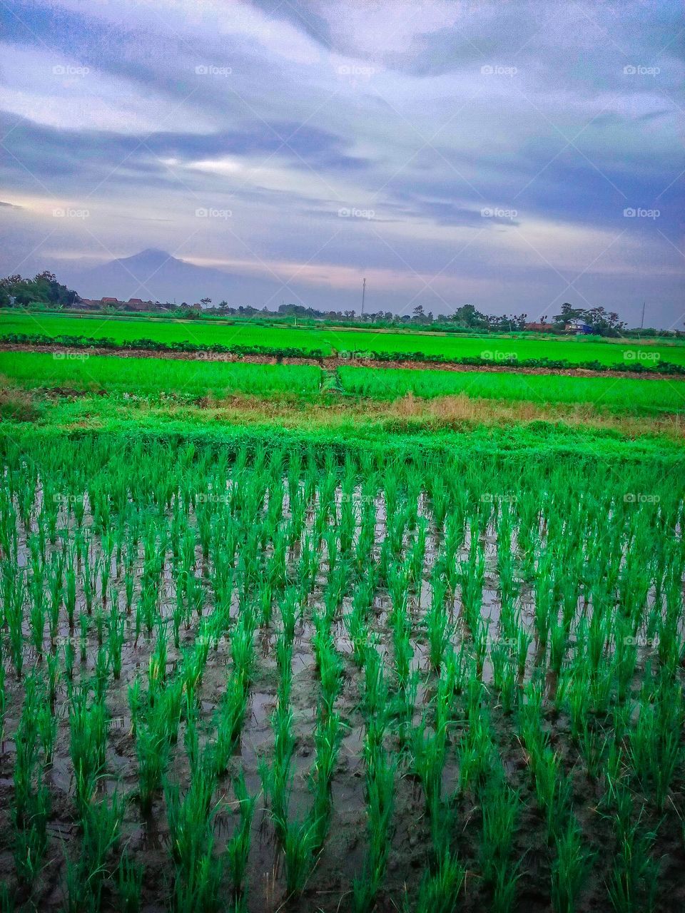 View of rice fields in the morning