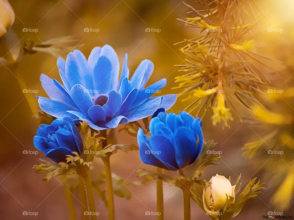 Nice flower