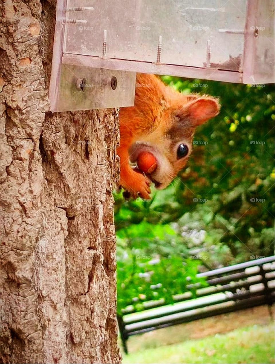 On a tree trunk hangs a feeder from which a squirrel hangs and gnaws on a nut.  In the background green trees and a wooden bench