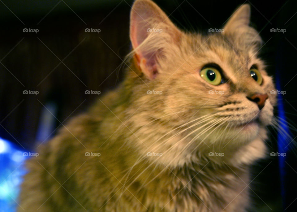 How'd she get so fluffy?