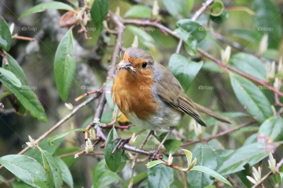 Robin with a small fly 