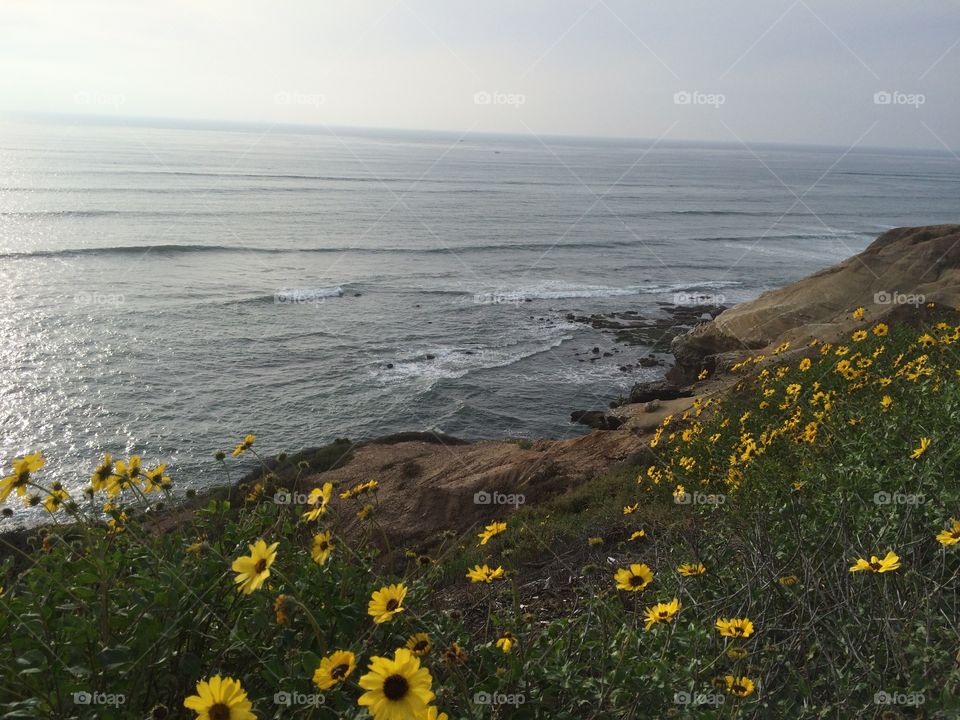 Yellow Blooms. Yellow Flowers blooming along the Pacific Ocean coastline
