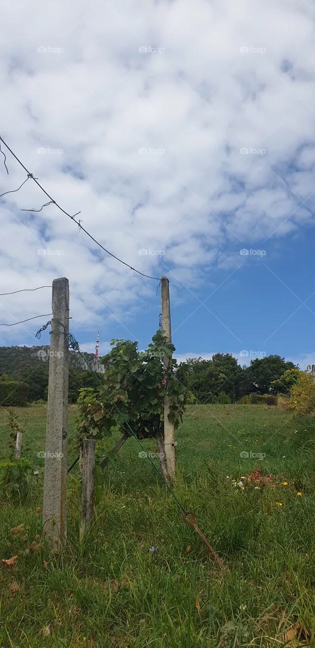 vine
