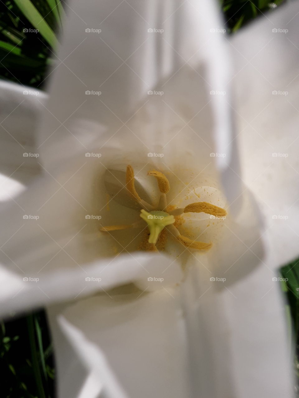 inside a flower