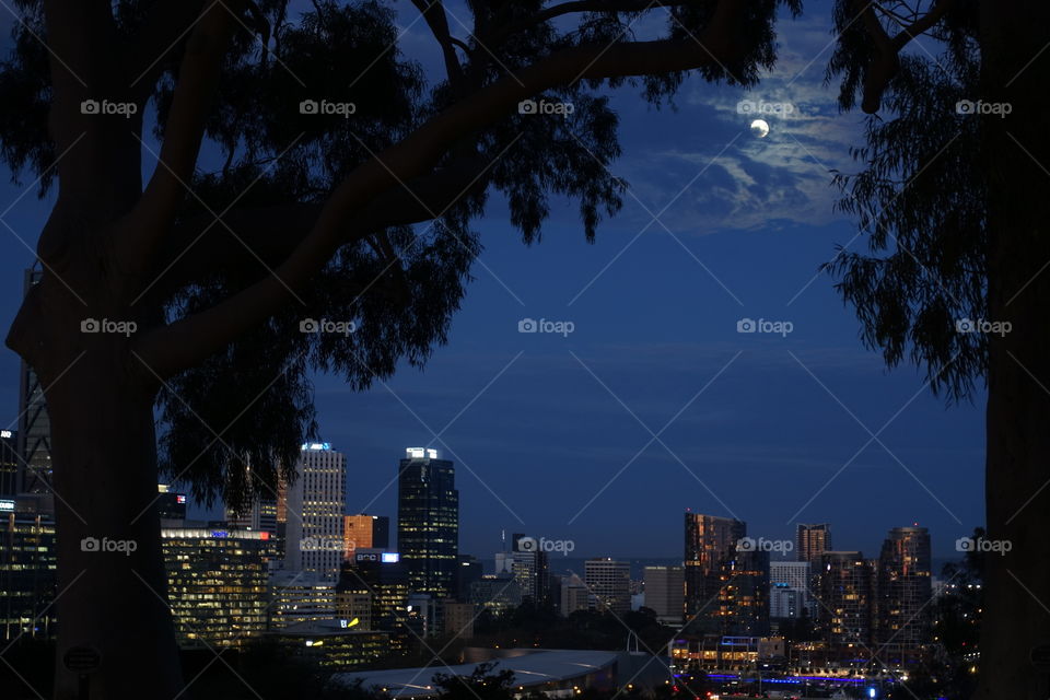 The night view is from Kings Park, Perth, Western Australia where moon light and artificial light from cityscape can be seen between two trees.