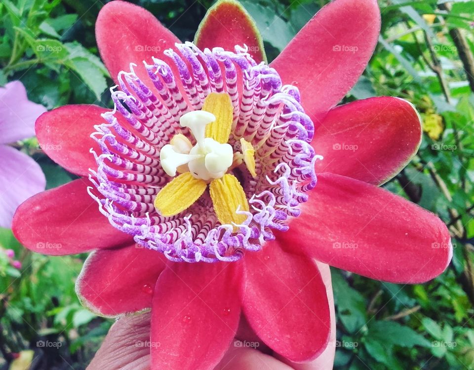 flor de maracujá fruto brasileiro